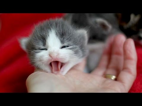 Little kittens meowing and talking – Cute cat video