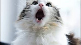 Meowing, Purring and Talking Cats – Cats Making Funny Sounds Compilation