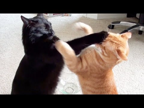 NINJA CATS! There's absolutely NOTHING MORE FUNNY!  – Impossible TRY NOT TO LAUGH compilation