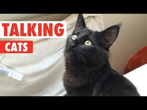 Talking Cats | Funny Pet Compilation 2018