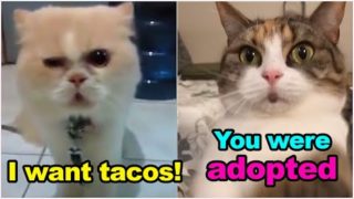 TALKING CATS These Cats Speak English Better That Hooman