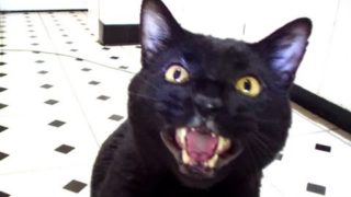 Talking Kitty Cat 26 – No Pets Allowed