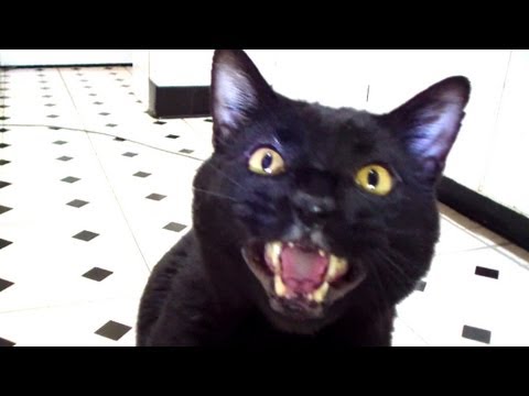 Talking Kitty Cat 26 – No Pets Allowed