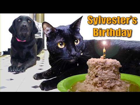 Talking Kitty Cat 35 – Sylvester's Birthday 2014