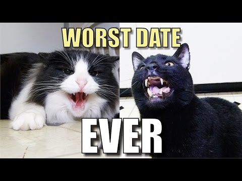 Talking Kitty Cat 38 – Worst Date Ever