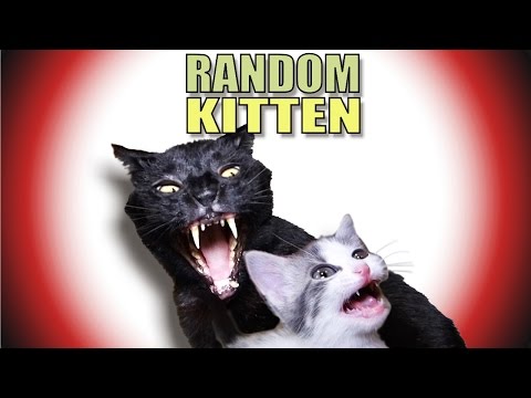 Talking Kitty Cat 43 – Random Kitten
