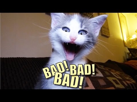 Talking Kitty Cat 44 – BAD! BAD! BAD!