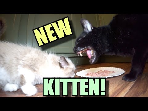 Talking Kitty Cat 65 – Meet The New Kitten!