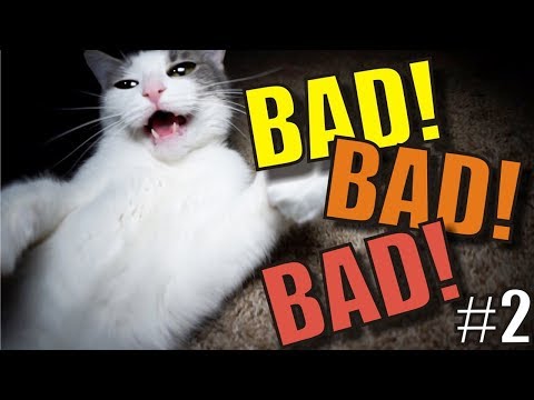 Talking Kitty Cat 66 – BAD! BAD! BAD! #2