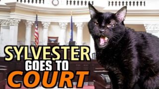 Talking Kitty Cat 69 – Sylvester Goes To Court