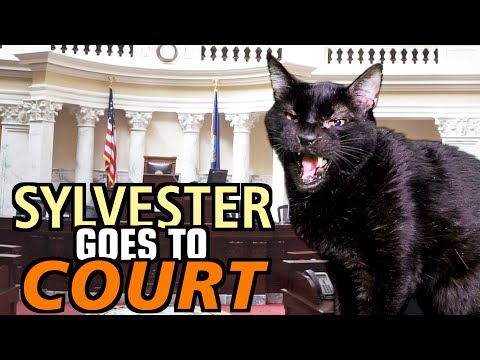 Talking Kitty Cat 69 – Sylvester Goes To Court