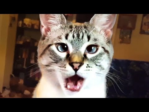 THE BEST CUTE AND FUNNY CAT VIDEOS OF 2019! ?