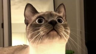The Best Cute and Funny Cat Videos This Week! 🐱