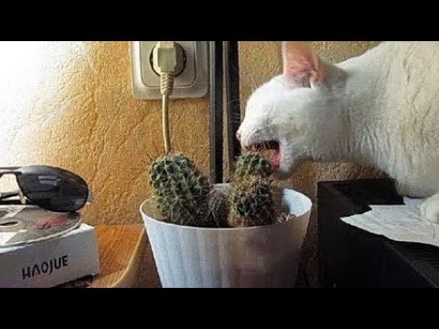 The funniest unexpected CAT MOMENTS on earth !