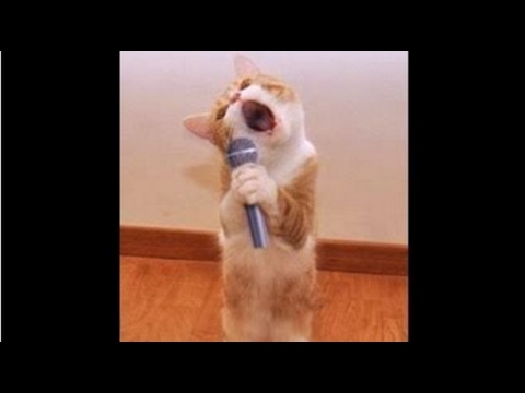 TOP Funny Cat and Dog Dancing and Singing in the World