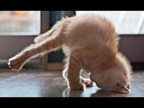 Top Funny Cats Acting Like Humans In The World – Best Funny Cats Compilation ?