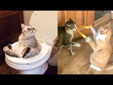 Try Not To Laugh Challenge – Funny Cat & Dog Vines compilation 2019