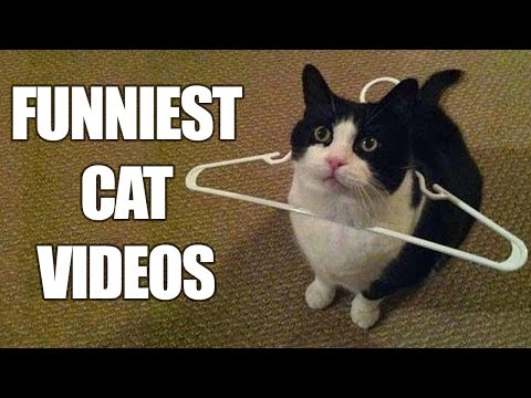 *Try Not To Laugh Challenge* Funny Cats Compilation | Best Cat Videos 2016