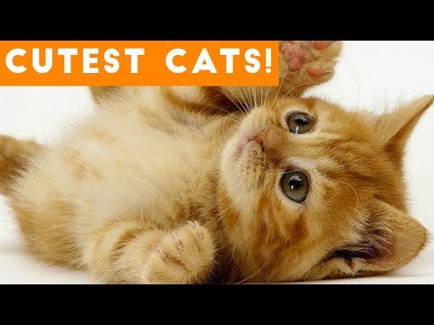 Ultimate Cute and Funny Cat Compilation 2018 | Funny Pet Videos