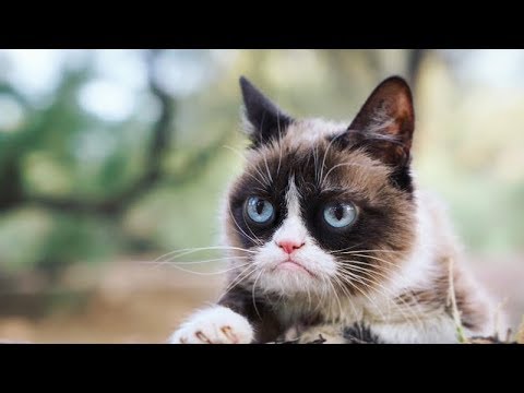 Ultimate Funny Cats Compilation – Best Moments