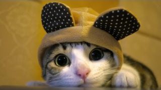 Ultimate Funny Cats Compilation – Best Moments