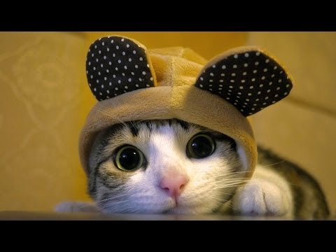 Ultimate Funny Cats Compilation – Best Moments