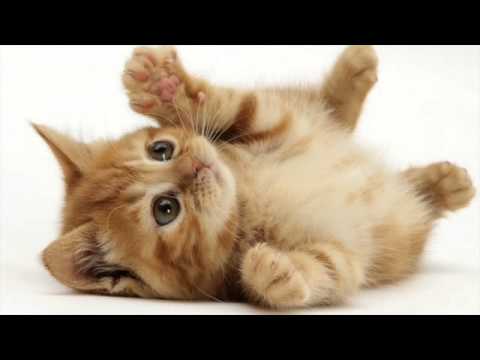 Various Cat sounds Guaranteed to Make Your Cat go Crazy! 2 Hours!