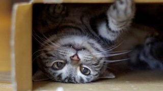 World's funniest cats and their best moments – Funny cat compilation