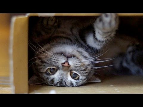 World's funniest cats and their best moments – Funny cat compilation