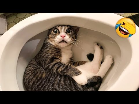 Funniest Cat Videos on the Planet #3 – Funny Cats and Dogs Videos