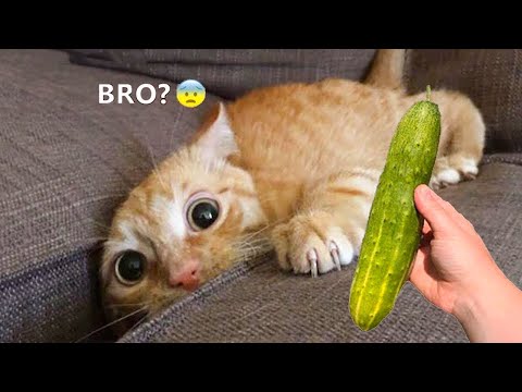 Funniest Cat Videos That Will Make You Laugh #21- Funny Cats and Dogs Videos