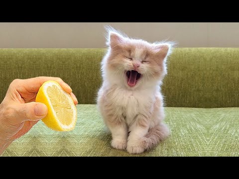 Funniest Cat Videos That Will Make You Laugh #34 – Funny Cats and Dogs Videos