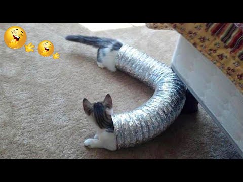 Funniest Cats 😹 – Cats Are Hilariously Clumsy 😂 – Funny Cats Life