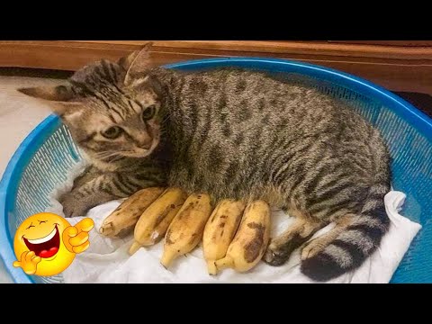 Funniest Cats 😹 – Don't try to hold back Laughter 😂 – Funny Cats Life