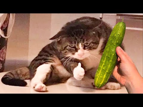 Funniest Cats 😹 – Don't try to hold back Laughter 😂 – Funny Cats Life