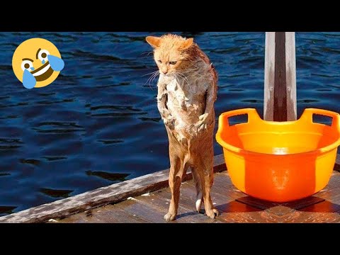 Funniest Cats 😹 – Don't try to hold back Laughter 😂 – Funny Cats Life