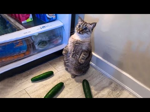 Funniest Cats 😹 – Don't try to hold back Laughter 😂 – Funny Cats Life